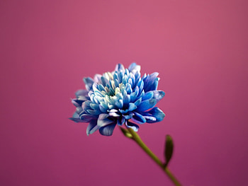 Plants, Flowers HD wallpaper