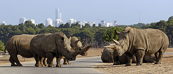 Animals, Road, Stroll, Family, Rhinos HD wallpaper
