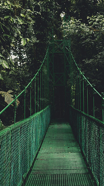Green Bridge in the Jungle, green bridge, nature HD phone wallpaper