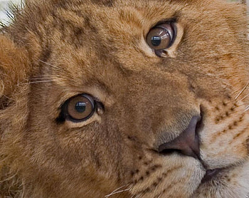 Cub, animal, face, cat, lion cub HD wallpaper