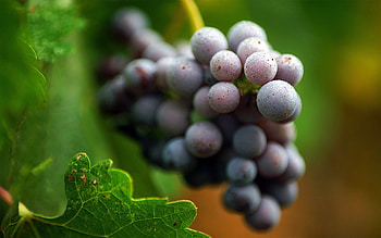 Plants, Fruits, Grapes HD wallpaper