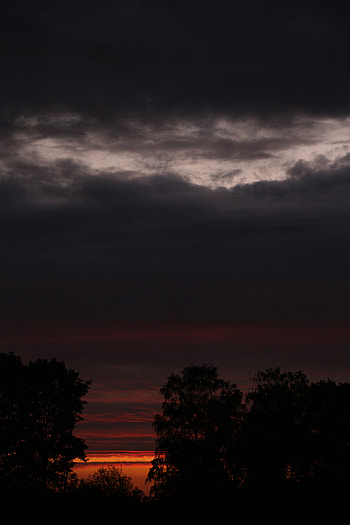 Nature, Trees, Sunset, Sky, Silhouette HD phone wallpaper