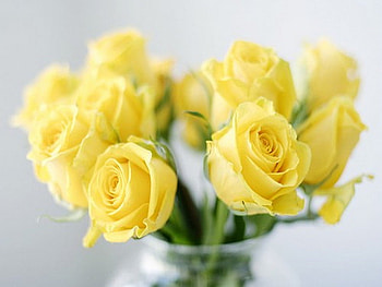 Yellow roses - still life, sunny, roses, yellow, green, vase, flowers HD wallpaper