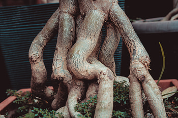 tree Adenium obesum, silvermorn, priestocelot99, breathavenue32, bruce51904, Asadkhan12, sackman0, beecrink2, richardsjr2, armcolon78, shrimplevel7, bottlewhite12, alfredo75x, babiesauthor21, skiingmaid0, porterdrop33, polishjames7, Akansha27, bookwire57, porchmanx2, rpmodg69, robinred1946, Alhana, BraydenMilliner, bubblebreak3, silverlady1, RexDiaz4, skillpvc8, appvaytiennhanhbankso HD wallpaper