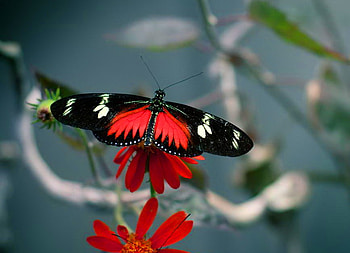 Lovely Longwing, white, black, butterfly, flower, red, longwing HD wallpaper