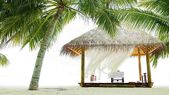 Beach, palms, palm, beaches, pavilion HD wallpaper
