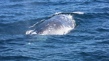 Whale Watching in the Pacific, Pacific, Gray, Ocean, Whale HD wallpaper