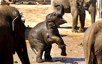 Animals, Young, Family, Playful, Care, Joey, Elephant HD wallpaper