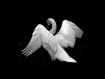 White Swan, cool, white, swan HD wallpaper