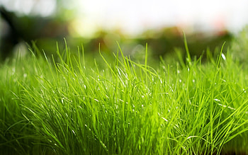 grass , High-resolution backgrounds, Green landscapes, Vibrant meadows HD wallpaper