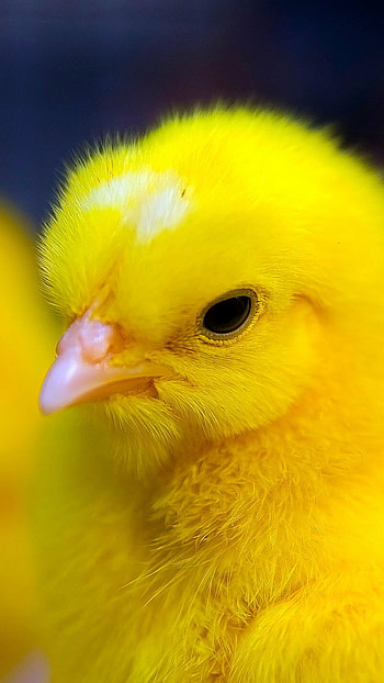 Yellow Colour, Yellow Colour Chicken HD phone wallpaper