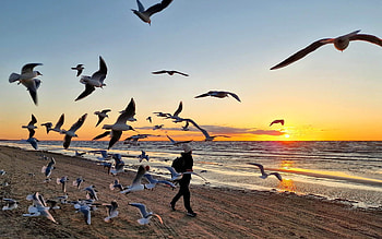 Seagulls at Sunset, Latvia, seagulls, sunset, beach HD wallpaper