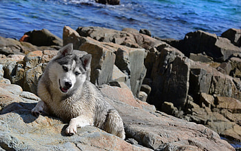 Animals, Stones, Sea, Dog, Husky, Haska, Climb HD wallpaper