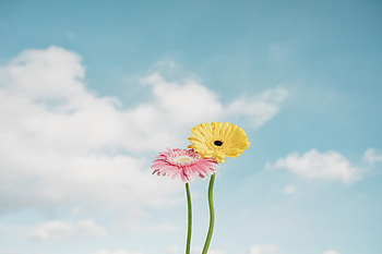Yellow Red Flowers Minimal , flowers, graphy, minimalism, minimalist, artist, artwork, digital-art HD wallpaper