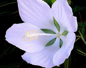 Purple Hibiscus, purple, petals, flower, hibiscus, close up HD wallpaper