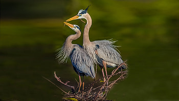 Great Blue Heron, animal, great blue haron, bird, haron HD wallpaper