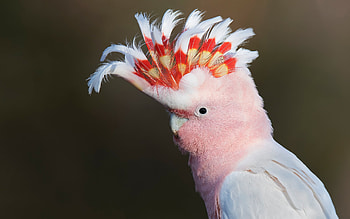 Major Mitchells Cockatoo, animal, cockatoo, bird HD wallpaper