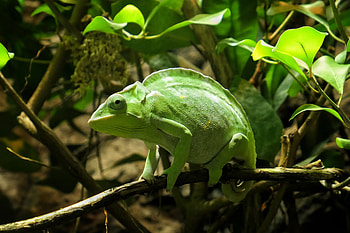 Animals, Branch, Reptile, Chameleon HD wallpaper