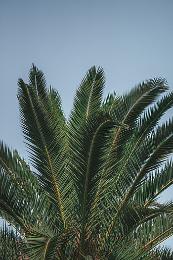Nature, Leaves, Top, Palm, Branches HD phone wallpaper