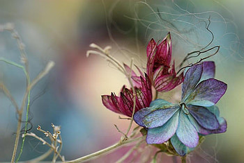 FLOWERS, blue, pink, petals, fantastic HD wallpaper