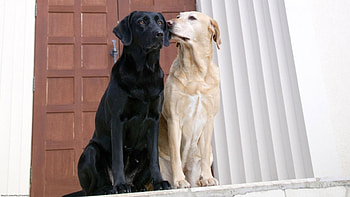 Best Friends, pair, friends, Dogs, black and white HD wallpaper