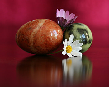 Stones and daisies, white, graphy, colors, stones, still life, abstract, daisy, red, flowers, spa, , simply HD wallpaper