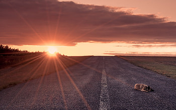 All Alone, dogs, puppies, cute, animals HD wallpaper