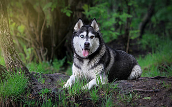 Siberian husky , , Alaskan Malamute, Husky HD wallpaper