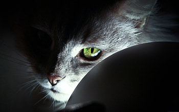 Animals, Cat, Muzzle, Eyes, Shadow, Grey, Nose HD wallpaper