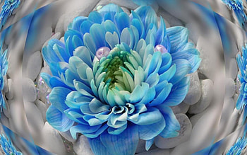 Blue Flower, blue, nature, flowers, blue flowers HD wallpaper