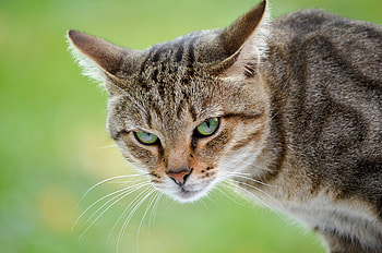Animals, Cat, Aggression, Muzzle, Sight, Opinion HD wallpaper