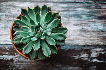 A vibrant green succulent in a pot placed on a rustic wooden table, showcasing natural beauty. HD wallpaper
