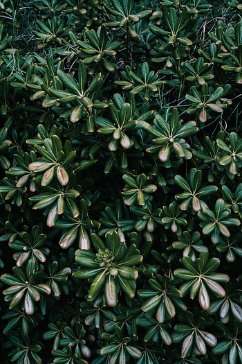 Nature, Flowers, Leaves, Plant, Vegetation HD phone wallpaper