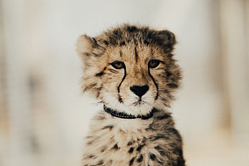 Baby Cheetah , cheetah, animals HD wallpaper