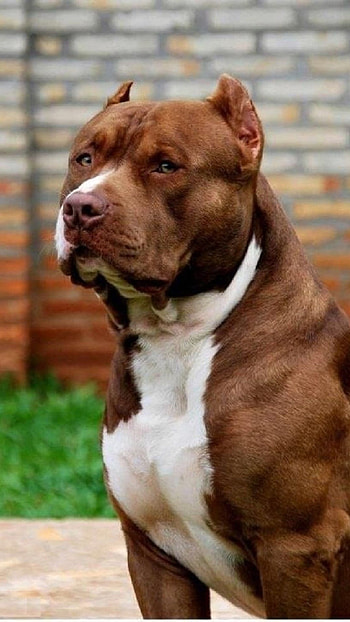 Pitbull Dog, Brown HD phone wallpaper