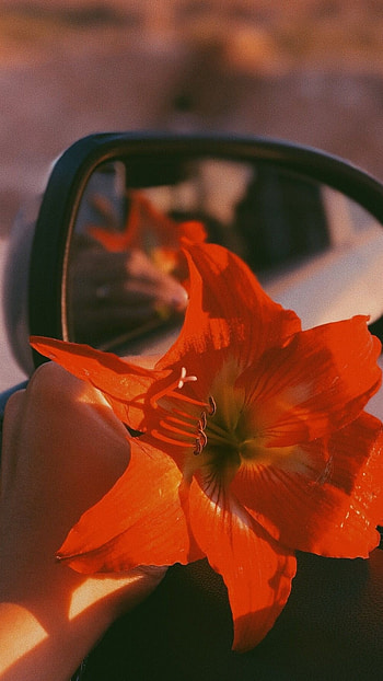 Orange Aesthetic, Orange Flower Aesthetic HD phone wallpaper