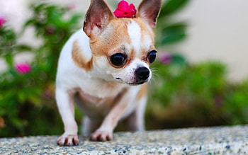 Chihuahua with flowers, Close-up shot, Cute and charming, Lovely pet HD wallpaper