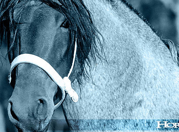 Crioulo, horse, equinos, cavalos HD wallpaper