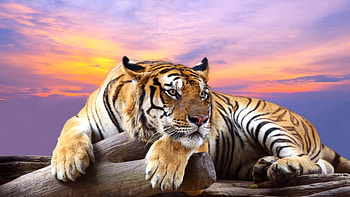 Predator Tiger Sunset, tiger, predator, animals HD wallpaper