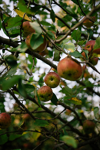 Nature, Fruits, Apples, Branches, Garden, Harvest HD phone wallpaper