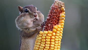 Chipmunk, Animals, , Mobile HD wallpaper