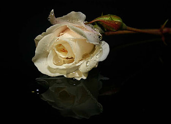 Yellow Forever, rose, art , yellow, flower, alone, beautiful HD wallpaper