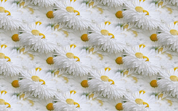 Texture, white, daisy, yellow, flower, paper, pattern HD wallpaper