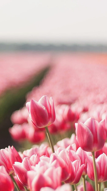 Flowers , Pink, Tulips HD phone wallpaper