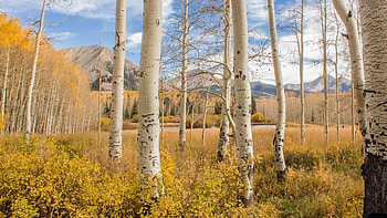 wood trees, Natural rusticity, Organic beauty, Earth's artistry HD wallpaper