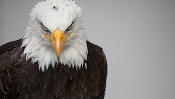 Close-up, Eagles HD wallpaper