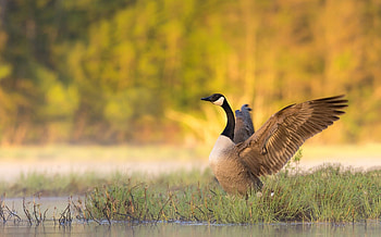 Top geese , Captivating backgrounds, Nature's wonders, Beauty in flight HD wallpaper