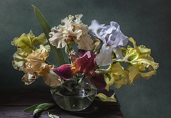 Still Life, vase, beautiful, flowers HD wallpaper