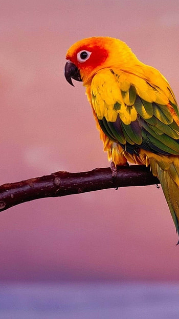 Love Birds, Parrot Bird HD phone wallpaper