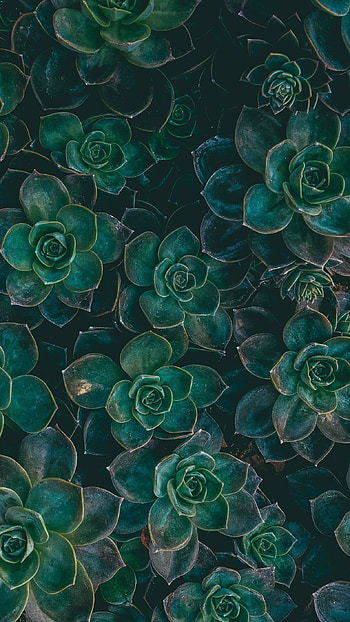 Green Succulents || HD phone wallpaper